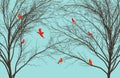 Red cardinals gather in the limbs of leafless trees in winter