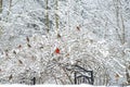 A red Cardinals sit in a snowy with other songbirds.