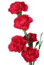 Red Carnation