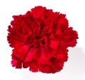 Red carnation