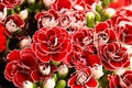 Red carnation Royalty Free Stock Photo