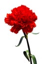 Red carnation