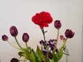 Red carnation amongst purple flowers