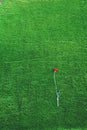 Red carnation on the background of green grass, spring