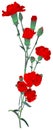 Red carnation bouquet symbol memory Russian victory day. Red clove isolated on white