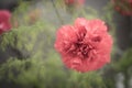 Red carnation Royalty Free Stock Photo