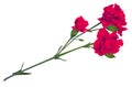 Red carnation flower bouquet bud isolated on white background Royalty Free Stock Photo