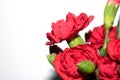 Red Carnation FLower Bunch Close Up on White Background