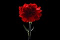 A red carnation flower, illuminated at the edges by light, isolated on a black background. Royalty Free Stock Photo