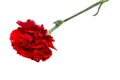 Red carnation flower isd olateon