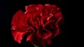 Red carnation flower isolated on black background. Close-up. Royalty Free Stock Photo