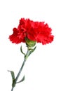 Red carnation flower isolated on white Royalty Free Stock Photo