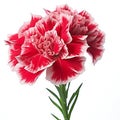 Red carnation flower isolated on white background Royalty Free Stock Photo