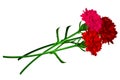 Red carnation flower isolated on white background Royalty Free Stock Photo