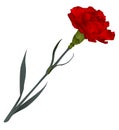 Red carnation flower isolated on white background Royalty Free Stock Photo