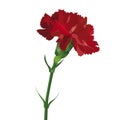 Yellow carnation flower. Isolated on white. Collection for Mother`s Day, victory day