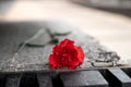 Red carnation flower laid on a black marble slab Royalty Free Stock Photo