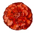 Red carnation flower on a white isolated background with clipping path. Closeup. For design. Royalty Free Stock Photo