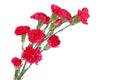 Red Carnation Flowers Royalty Free Stock Photo