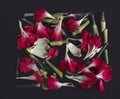 Carnation flowers on black paper background Royalty Free Stock Photo