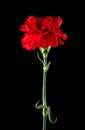 Red carnation flowers isolated on black background Royalty Free Stock Photo