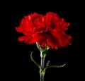 Red carnation flowers isolated on a black background Royalty Free Stock Photo