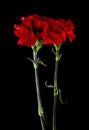 Red carnation flowers isolated on a black background Royalty Free Stock Photo