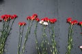 Red carnation flowers are laid on a marble slab in the rain at sunset Royalty Free Stock Photo