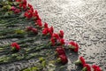 Red carnation flowers and roses are laid on a marble slab in the rain at sunset Royalty Free Stock Photo