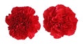 Red Carnation flowers Royalty Free Stock Photo
