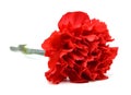 Red carnation flowers Royalty Free Stock Photo