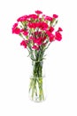 Red carnation in glass vase isolated Royalty Free Stock Photo