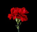 Red carnation isolated on black background Royalty Free Stock Photo