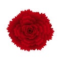 Red carnation isolated on white background. Royalty Free Stock Photo