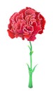 Red carnation isolated on white background. Beautiful vector flower. Royalty Free Stock Photo