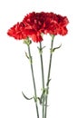 Red carnation isolated on white Royalty Free Stock Photo