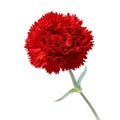 Red carnation , mother's day Royalty Free Stock Photo