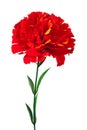 Red carnation. One artificial flower. Red carnation flower isolated on a white Royalty Free Stock Photo