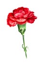 Red carnation
