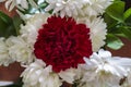 Red carnation among white flowers Royalty Free Stock Photo