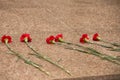 Red carnations as a tribute lie red on granite Royalty Free Stock Photo