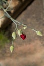 Red carnations blossom in the garden