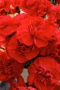 Red carnations, flowers Royalty Free Stock Photo