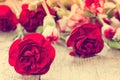 Red carnations close-up Royalty Free Stock Photo