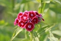 Red carnations close up Royalty Free Stock Photo