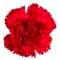 Red carnations flower isolated on white background Royalty Free Stock Photo