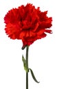 Red carnations flower isolated on white background Royalty Free Stock Photo