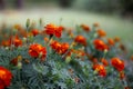 Red carnations flowers Royalty Free Stock Photo