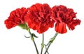 Red Carnations flowers Royalty Free Stock Photo
