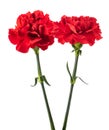 Red carnations flowers Royalty Free Stock Photo